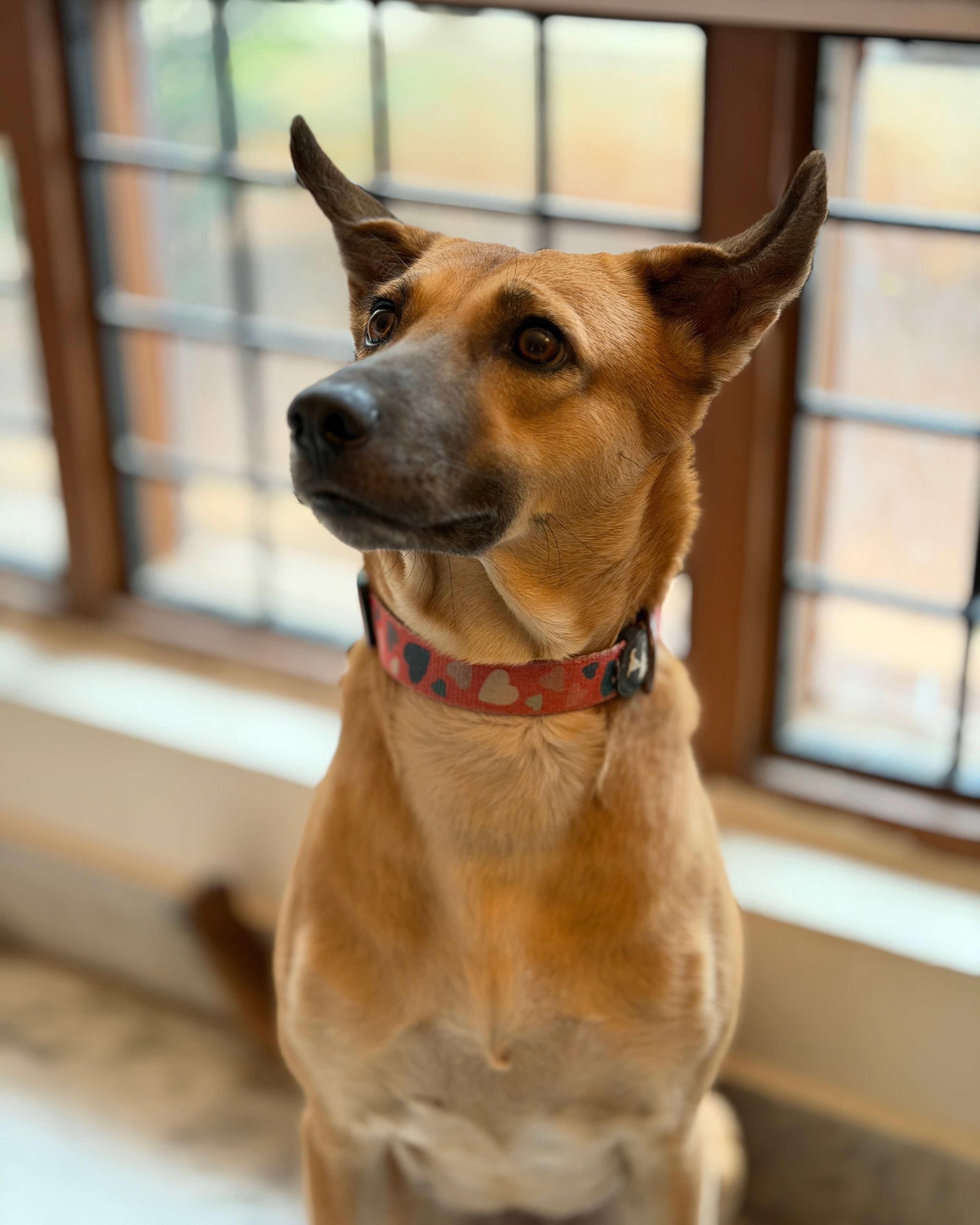 Gigi, an Indie dog, sitting by the window