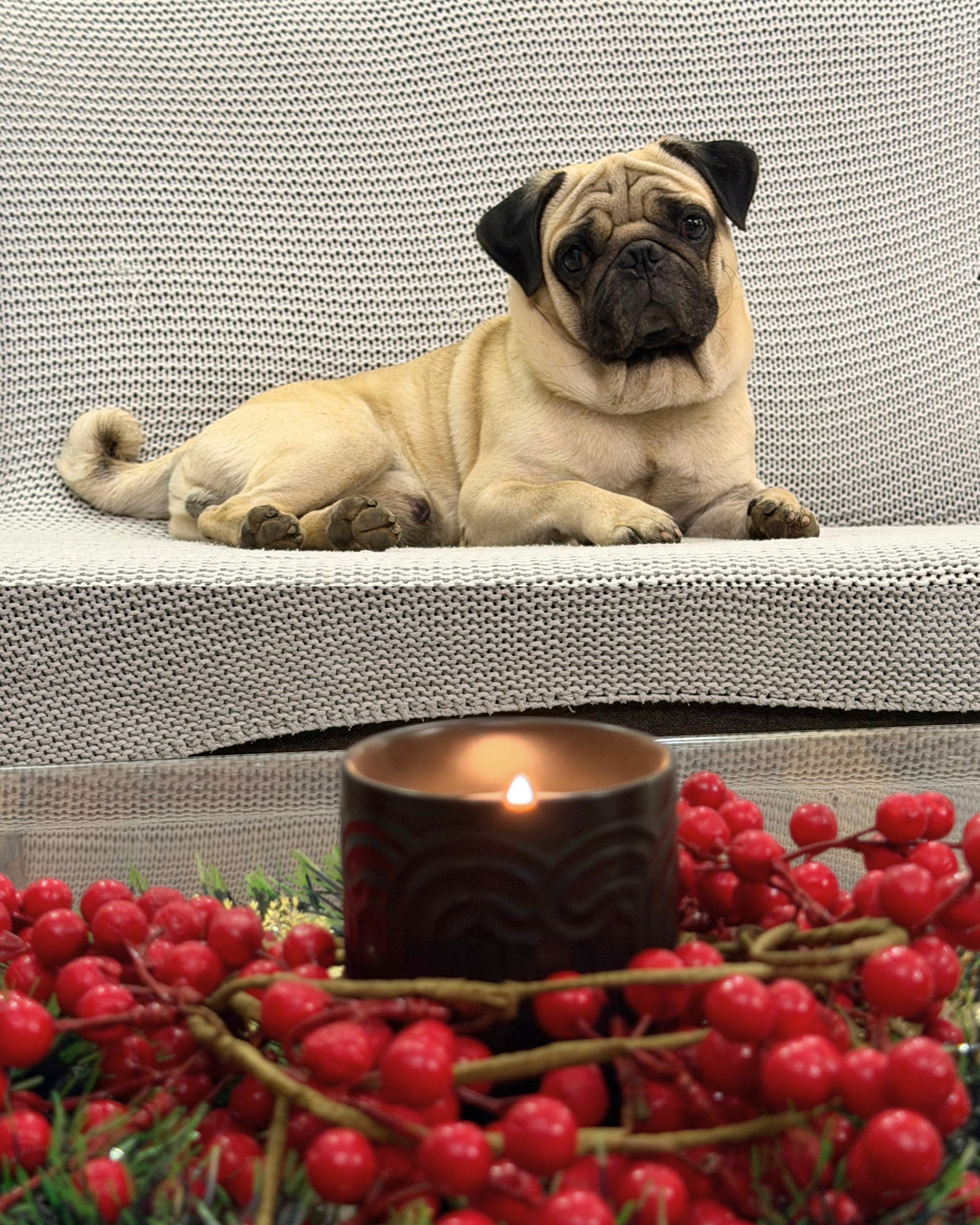 Ragnar, a pug, resting on the sofa